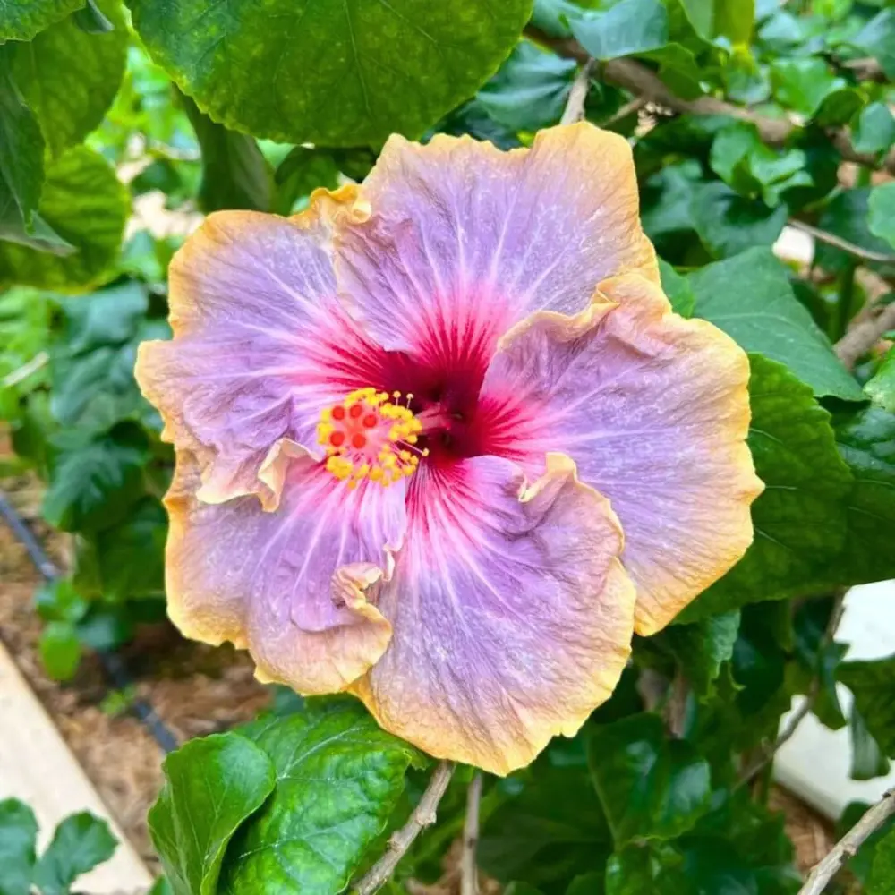 Multi-colour flower