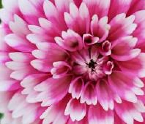 Fresh Flowers