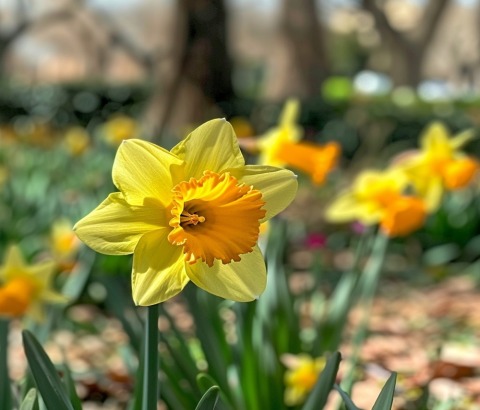 Lilly